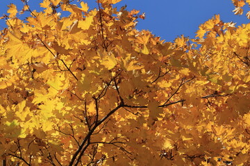 Yellow maple leaves, illuminated by the sun, against a blue sky. Background texture of yellow leaves.