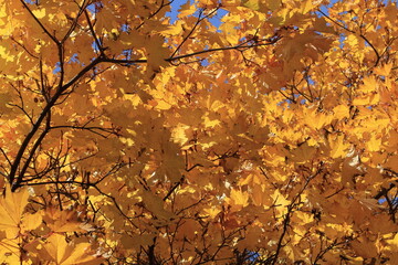 Yellow maple leaves illuminated by the sun. Background texture of yellow leaves.
