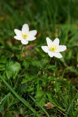 Two forest anemone flowers with green leaves.