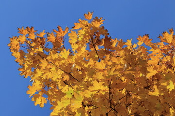 Yellow maple leaves, illuminated by the sun, against a blue sky. Background texture of yellow leaves.