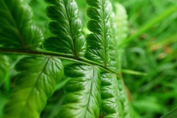 foto macro de un helecho