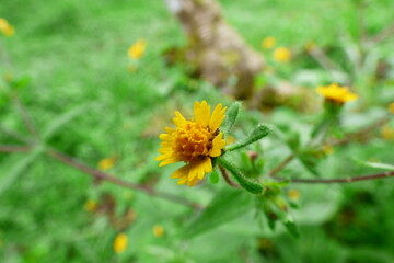 foto macro de flor amarilla