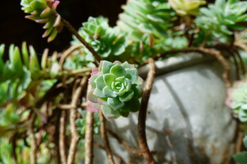 foto macro de suculenta