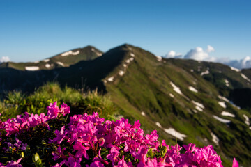 Rodnei mountains covered with pink rhododendrons in Romania