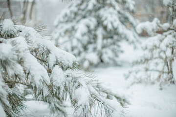 Coniferous and deciduous trees under a huge layer of snow