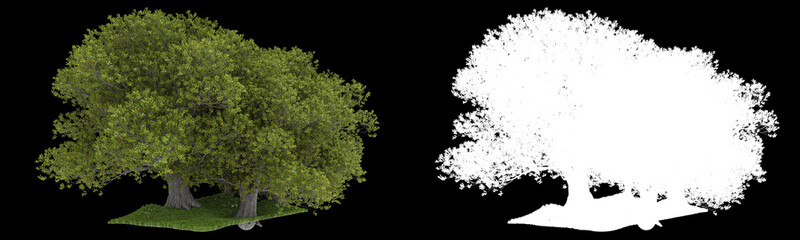Forest isolated on background with mask. 3d rendering - illustration