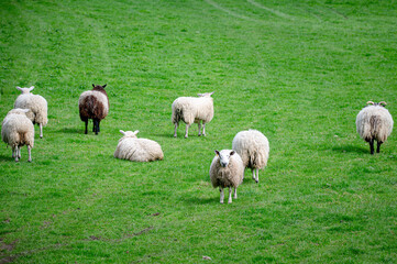 Obraz premium Flock of sheep