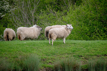 Naklejka premium Flock of sheep