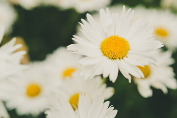 One daisy against the background of others