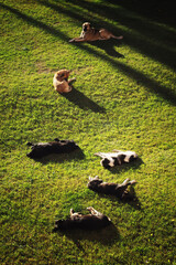a pack of stray dogs resting on the lawn in the city
