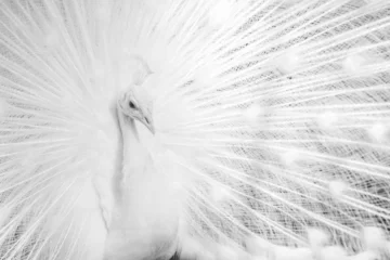 Keuken spatwand met foto white peacock feather © Anastasia