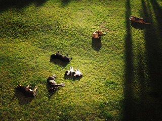 a pack of stray dogs resting on the lawn in the city