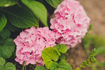 Two pink hydrangea flowers on a bush