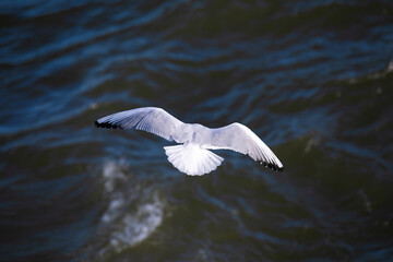 seagull in flight