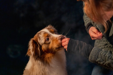 Dog sits in the light of the campfire outside with his owner. The woman lovingly gives the dog a biscuit. The brown and white Australian Shepherd has very blue eyes