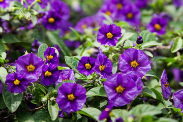 Poroporo, Solanum laciniatum Aiton