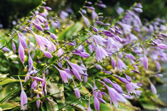 Beautiful fresh lilac hosta or palntain lily flowers growing on flowerbed in ornamental graden on spring day. Close-up natural purple floral background