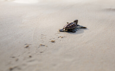 Little Sea Turtle Cub, Crawls along the Sandy shore in the direction of the ocean to Survive,...