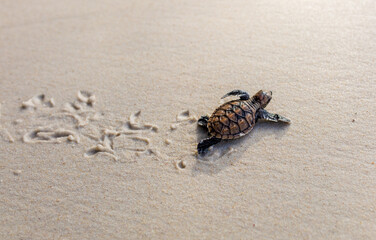 Little Sea Turtle Cub, Crawls along the Sandy shore in the direction of the ocean to Survive, Hatched, New Life, Saves, Way to life, Tropical Seychelles, footprints in the sand, forward to a new life