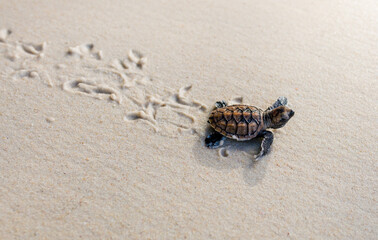 Little Sea Turtle Cub, Crawls along the Sandy shore in the direction of the ocean to Survive,...
