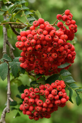 Clusters of bright red Mountain Ash or Rowan tree berries in the Fall