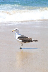 seagull on the beach