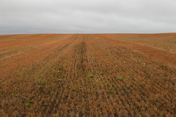 The field extending into the horizon. autumn gray weather. 