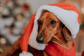 dog dwarf dachshund in a Santa Claus costume in a Christmas New Year interior. winter concept....