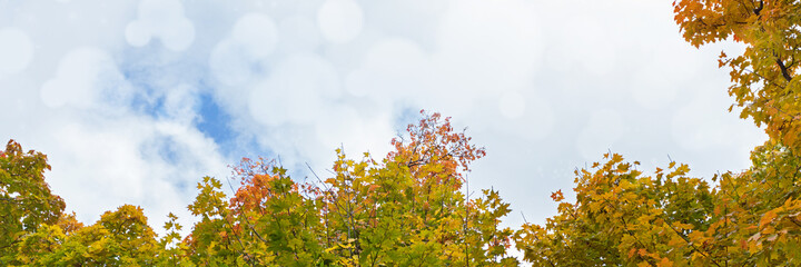 Banner with yellow maple leaves