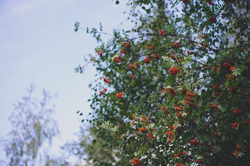 Fototapeta na wymiar Rowan bush on a blue sky background
