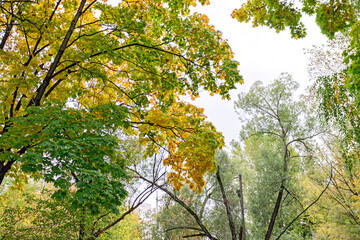 Fototapeta na wymiar Banner with yellow maple leaves