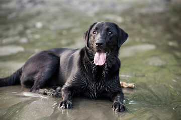 Beautiful playful black labrador retriever at the beach in the sand