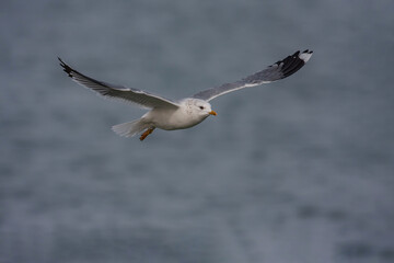 Great Black-backed Gull (Larus marinus) flying over the sea