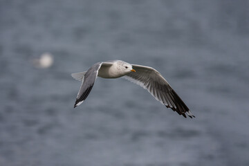 Great Black-backed Gull (Larus marinus) flying over the sea