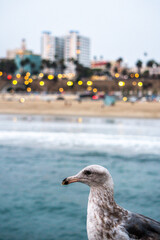 A Day in Los Angeles