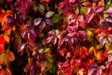 Virginia creeper leaves. Bright autumn red leaves. Natural background. The wall covered with...