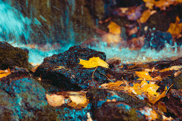 Fototapeta na wymiar Bright autumn background. Maple leaf on a stone. Soft natural wallpaper. Wet orange leaves in the rain