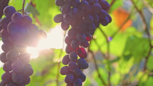 Ripe bunches of black grapes sway in the wind. Vineyards at sunset, grape harvest, Italy. Perfect grapes for winemaking