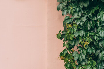 Wall of leaves as background on a sunny day with copy space
