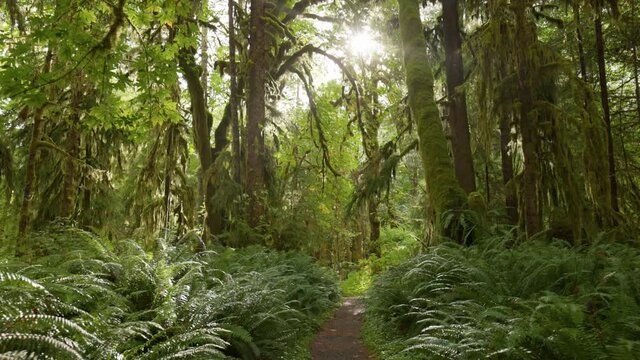 Camera moves along path among trees overgrown with moss and bushes. Rain forest in Olympic National Park, Washington, United States