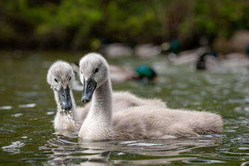Cygnets of mute swans, cygnus olor