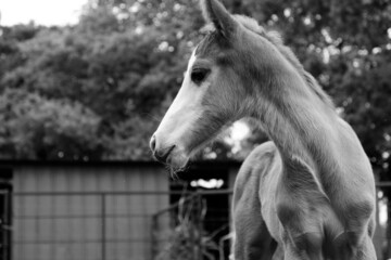 foal horse from field in black and white.