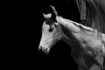 Fototapeta premium Bald face colt foal horse on black background with copy space.