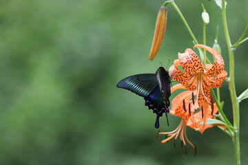 コオニユリの花の蜜を吸うミヤマカラスアゲハ