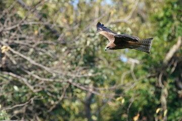 black kite in flight