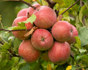 Apples, fresh juicy and red on a tree branch.
