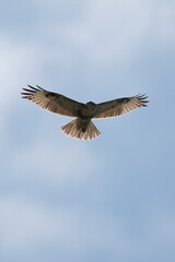 Fototapeta na wymiar common buzzard in the sky