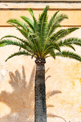 Palm tree in sunlight in front of an old facade - 8820