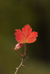 Autumn orange leaf on a branch