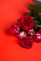 bouquet of flowers on a red background. red roses